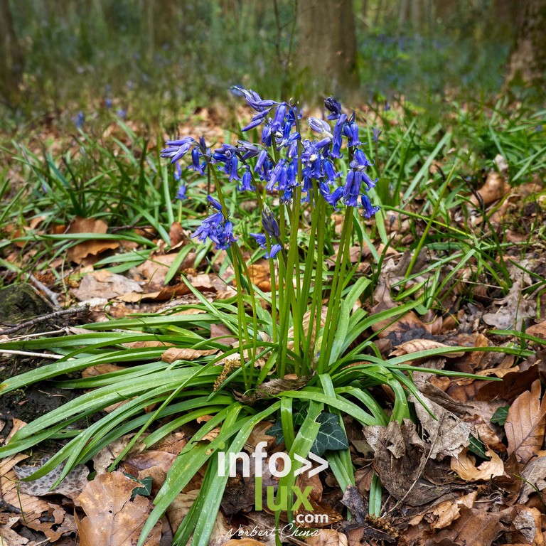 Braine-l'Alleud > Nature > Les jacynthes du Bois de Hal