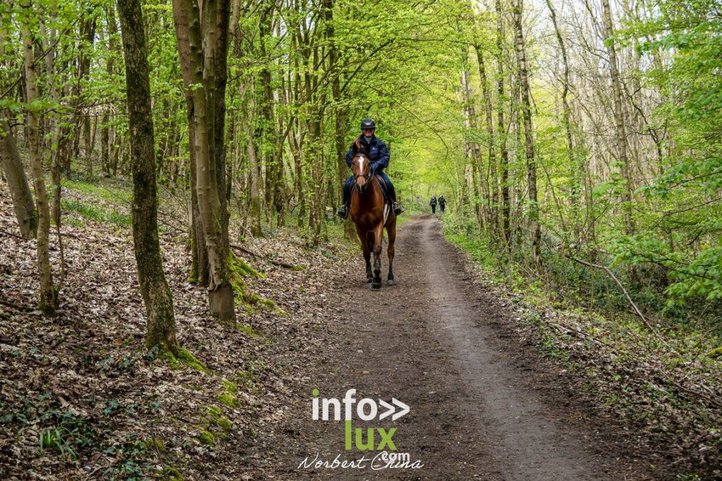 Braine-l'Alleud > Nature > Les jacynthes du Bois de Hal