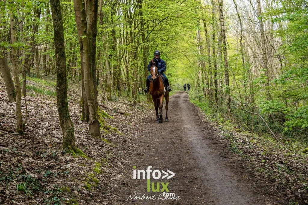 Braine-l'Alleud > Nature > Les jacynthes du Bois de Hal