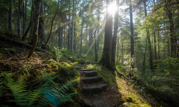 Arlon > Balade > Aspérule