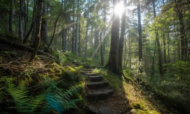 Arlon > Balade > Aspérule