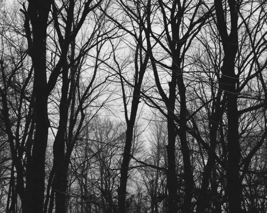 Arlon > Balade nature  > La vie des arbres