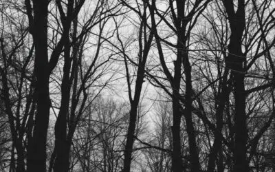 Arlon > Balade nature  > La vie des arbres