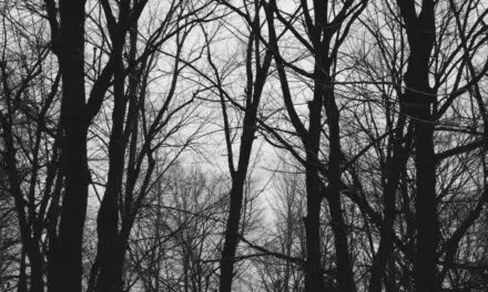 Arlon > Balade nature  > La vie des arbres