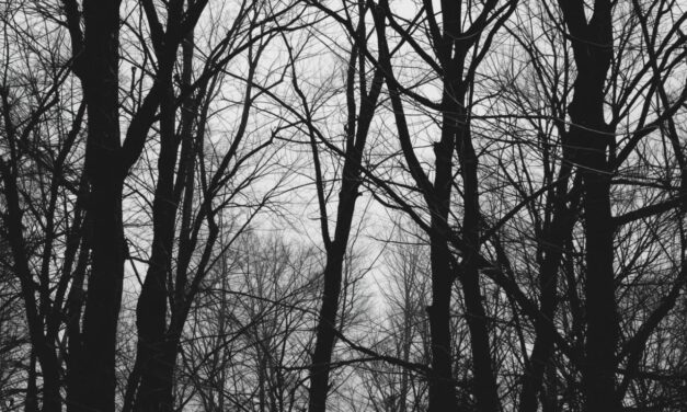 Arlon > Balade nature  > La vie des arbres