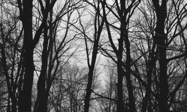 Arlon > Balade nature  > La vie des arbres