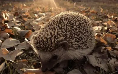 Bastogne > Nature > Opération Hérisson