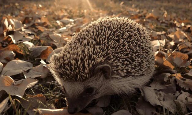 Bastogne > Nature > Opération Hérisson