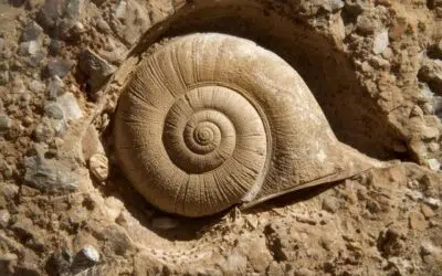 Arlon > Balade > Fossiles jurassiques