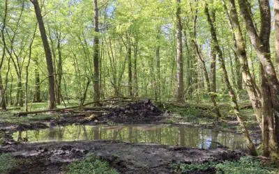 Attert > Nature > Zones humides