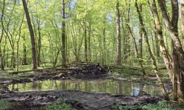 Attert > Nature > Zones humides