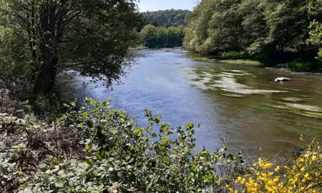 Herbeumont > Balade > Semois > Epioux