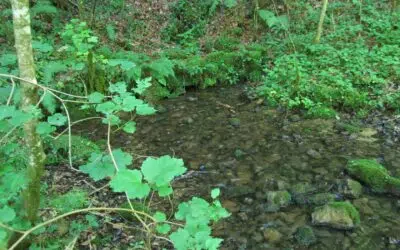 Chameleux > Balade > Source du Taureau