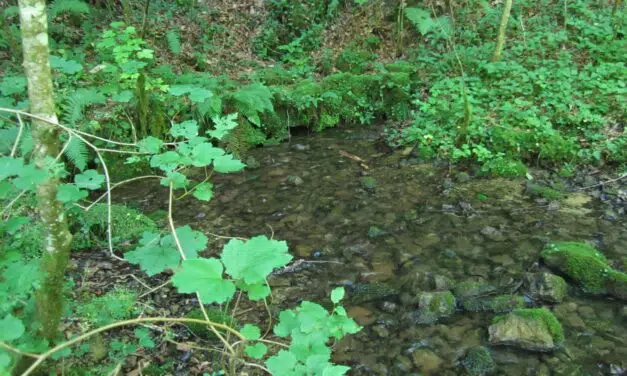 Chameleux > Balade > Source du Taureau