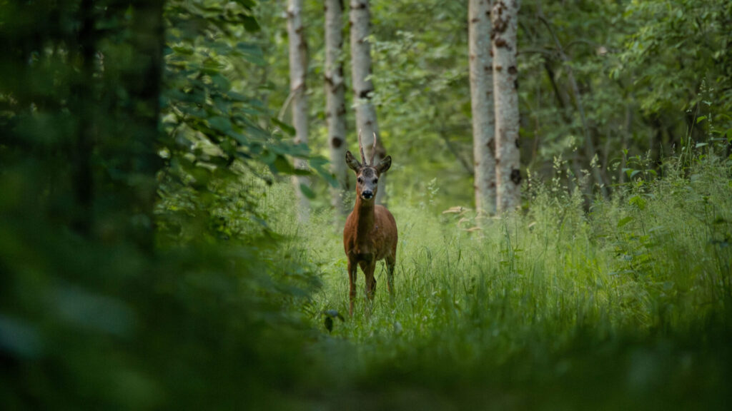 Son portfolio : photo de Laurent Gallez (4/9)
