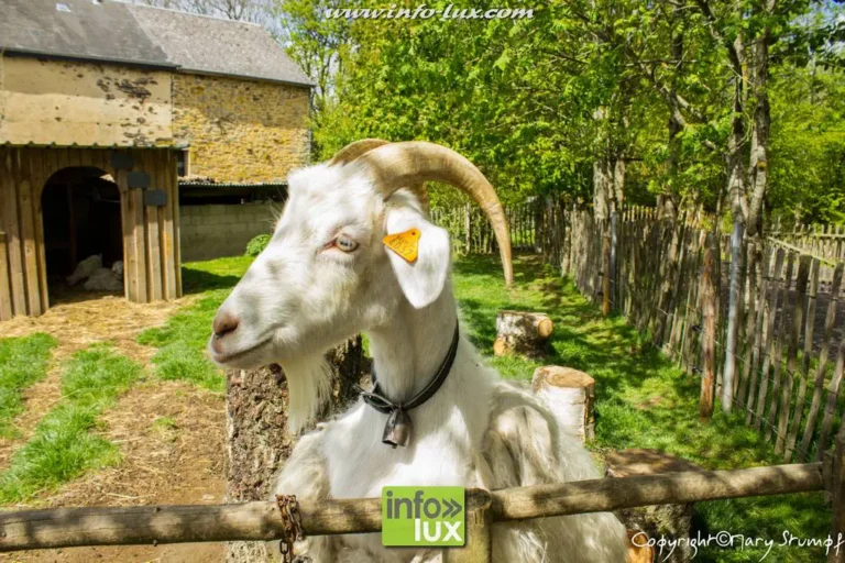 Neufchâteau > Fermes ouvertes > Journée ferme ouverte – Coopérative du Grand Enclos