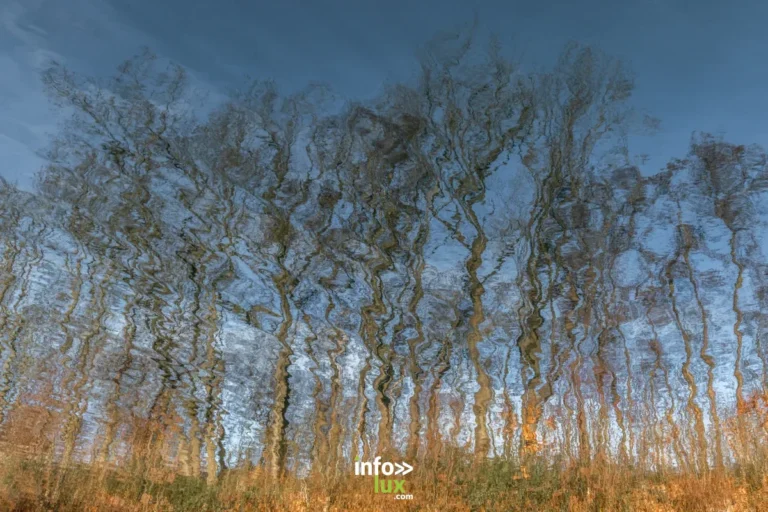 Bois Jacques (Foy) : les foxholes de Band of Brothers près de Bastogne