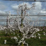 Abricots wallons produits en circuit court en Wallonie