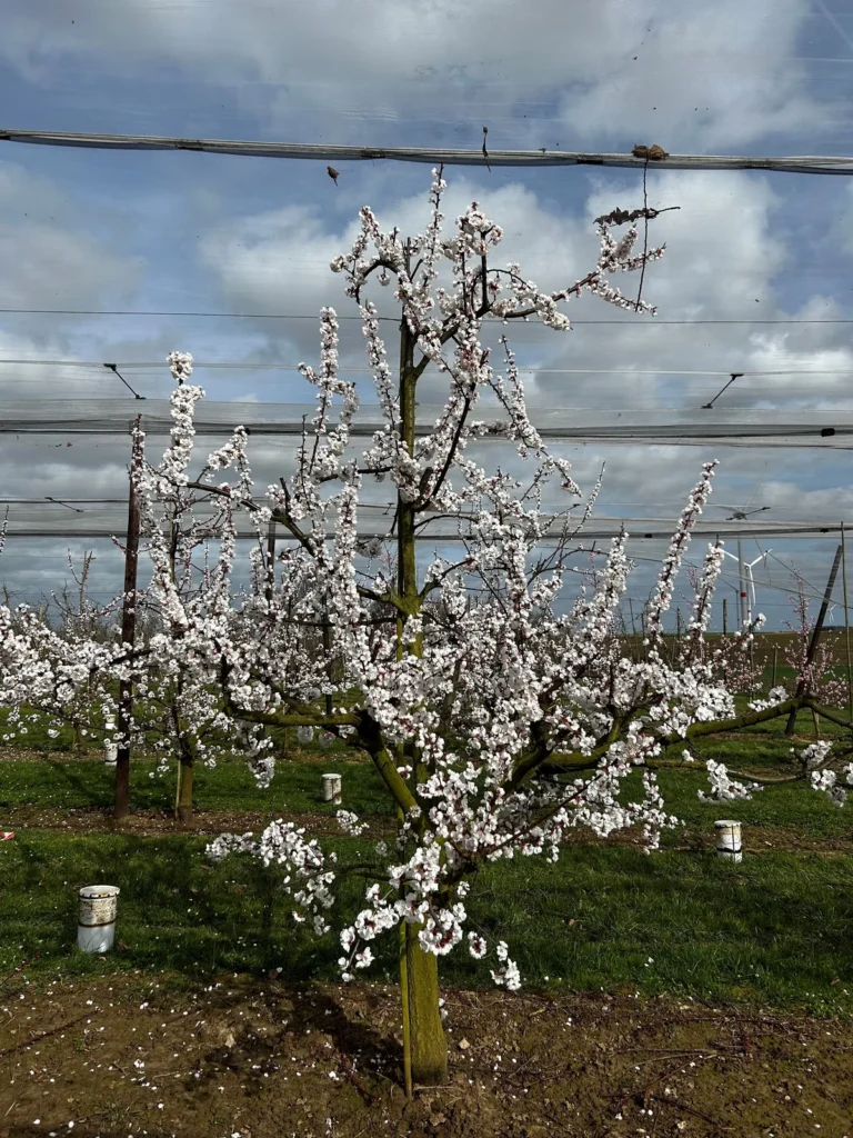 L’abricot wallon arrive : une nouvelle filière locale se développe et cherche des producteurs