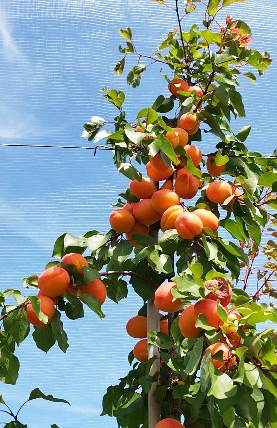 Abricots wallons produits en Wallonie