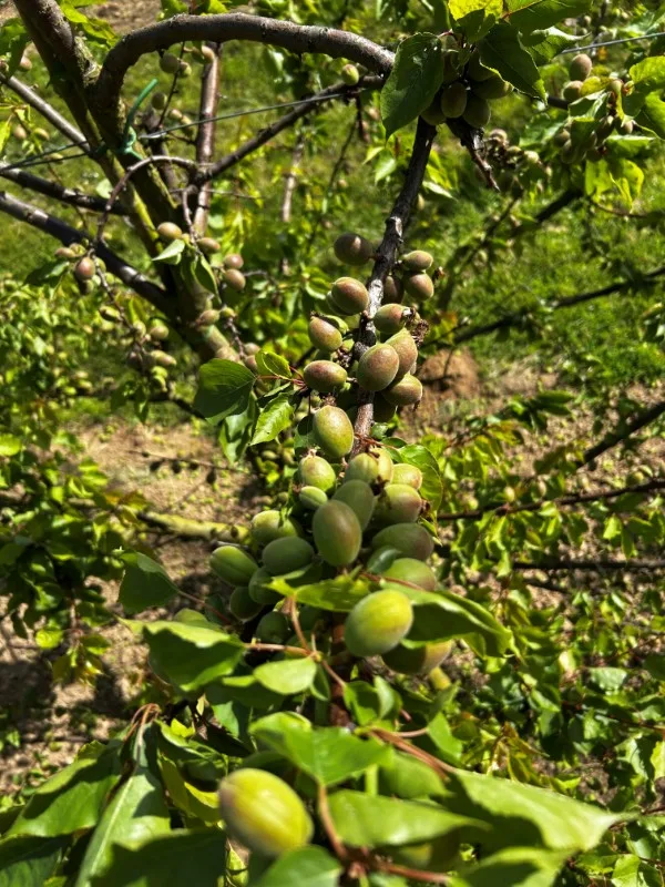 Abricots wallons produits en Wallonie