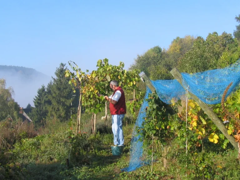 Huy > Terroir > Apéro au coeur du vignoble du “Clos de la Buissière”