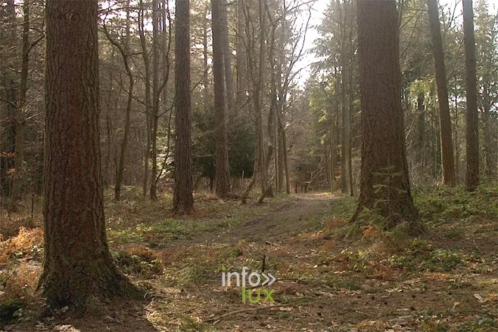 Arbres remarquables de l’arboretum Tessenire dans le Bois du Rond-Chêne à Esneux