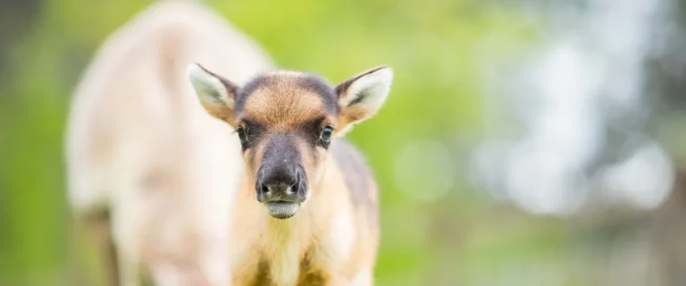 Babyboom au Parc Animalier des Grottes de Han