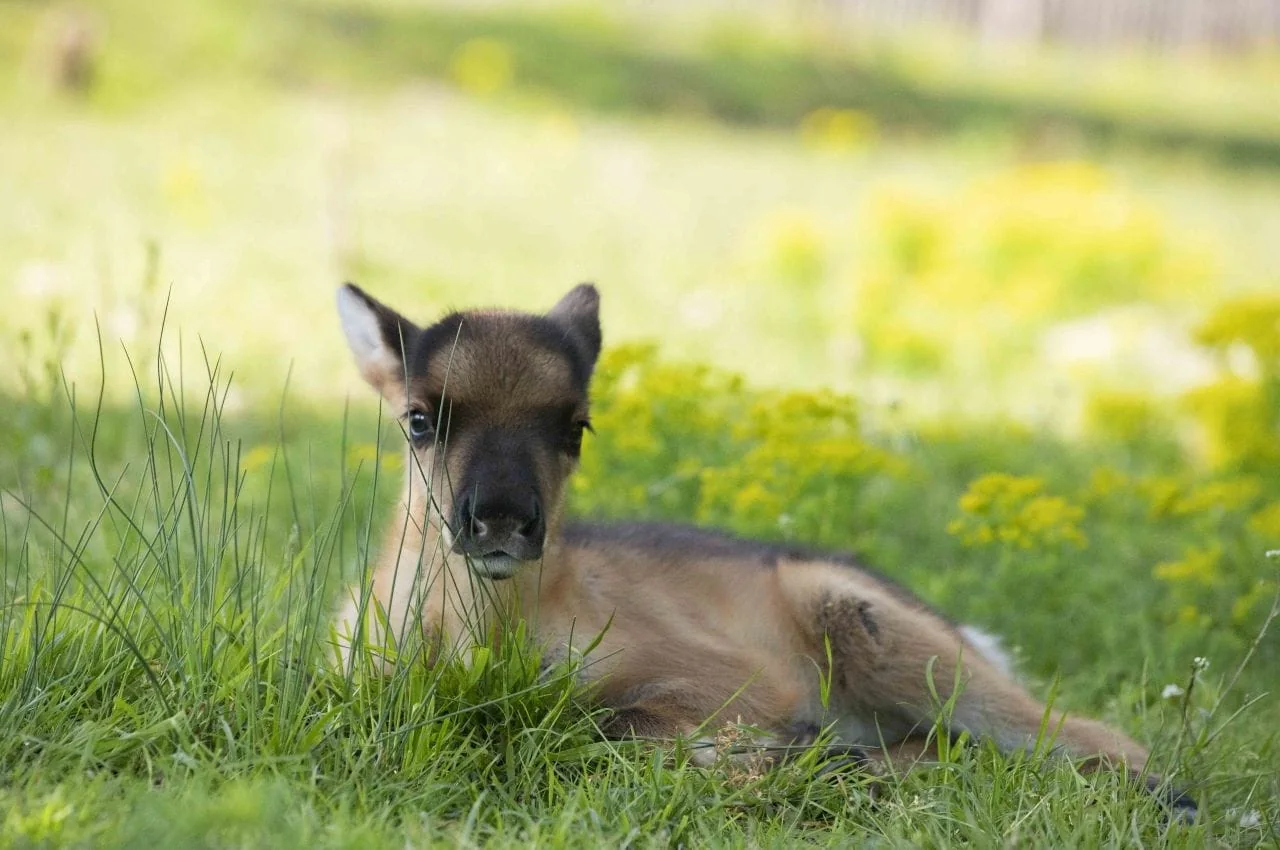 Babyboom au Parc Animalier des Grottes de Han - photos