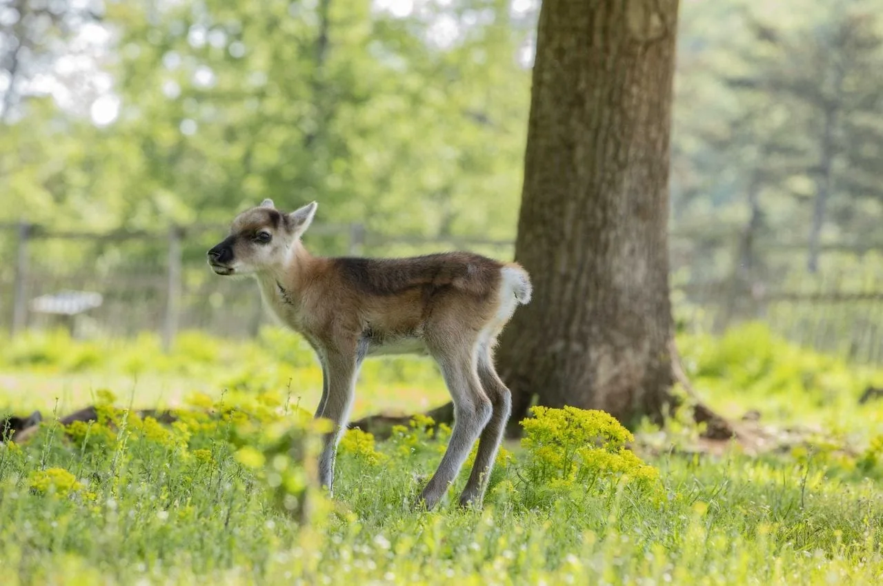 Babyboom au Parc Animalier des Grottes de Han - photos