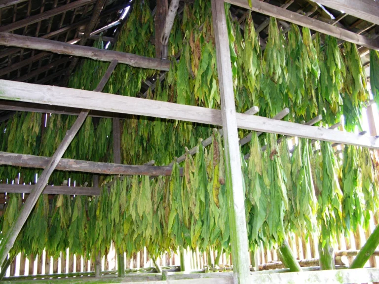 Vresse-sur-Semois > Balade > Balade guidée “Le tabac et ses traditions