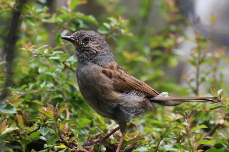 Rochefort > Nature > Balade ornithologique