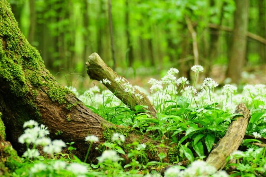 Balade plantes sauvages 2026