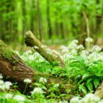 Balade plantes sauvages 2026