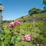 Balades familiales et sportives - A la découverte des 3 vignobles de Villers-la-Ville 2026