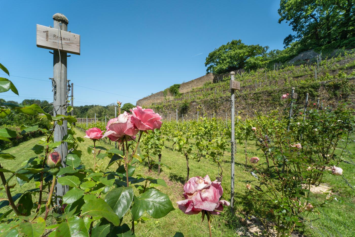 Affiche officielle Balades familiales et sportives - A la découverte des 3 vignobles de Villers-la-Ville 2026