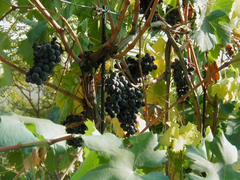 Château Berlieren — illustration : grappes de raisin (Journées Fermes Ouvertes 2026)