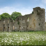 Ruines du château de Montquintin dans un champ de marguerites, en Gaume