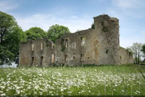 Ruines du château de Montquintin dans un champ de marguerites, en Gaume