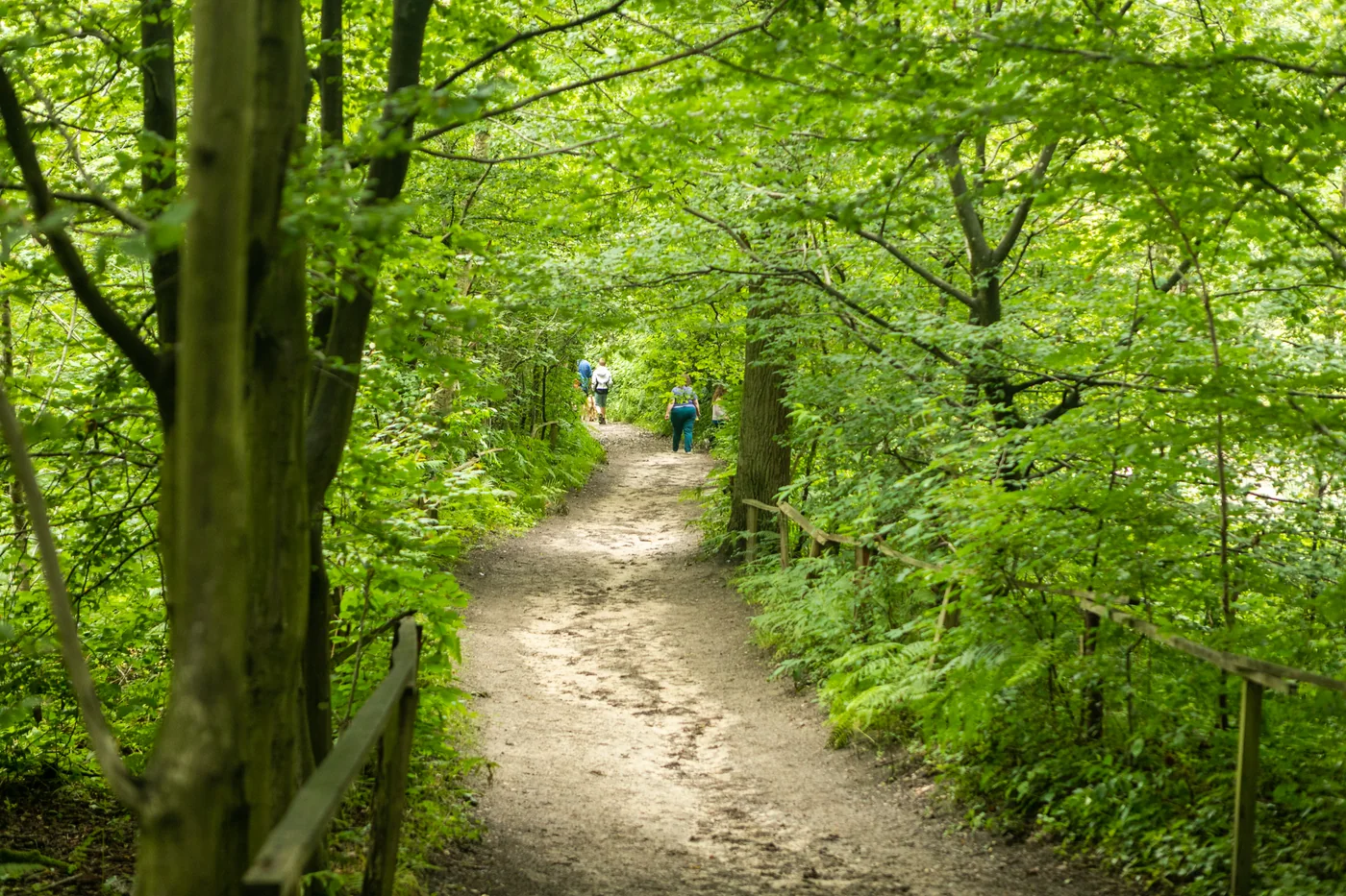 Bois de Lauzelle — Ottignies-Louvain-la-Neuve Bois de Lauzelle a Ottignies-Louvain-la-Neuve, Brabant wallon