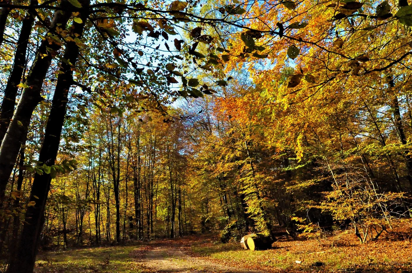 La Forêt d'Anlier — Habay La Forêt d'Anlier a Habay, province de Luxembourg