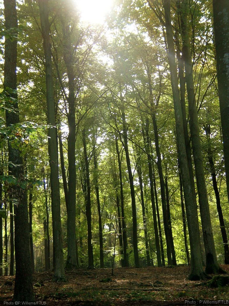 Forêts fraîches en province de Luxembourg : 9 balades à l’ombre quand il fait chaud