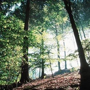 Forêt domaniale de Bon-Secours — Péruwelz Forêt domaniale de Bon-Secours a Péruwelz, province de Hainaut