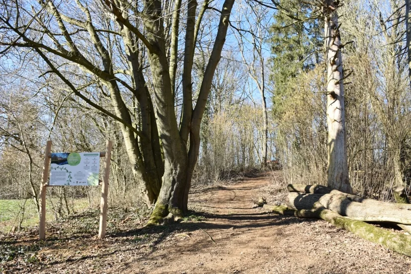 Espace didactique du Bois du Cheumont — Hamois Espace didactique du Bois du Cheumont a Hamois, province de Namur
