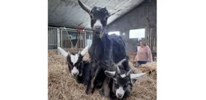 Chèvrerie de Luna à Estaimbourg — Journées Fermes Ouvertes 2026
