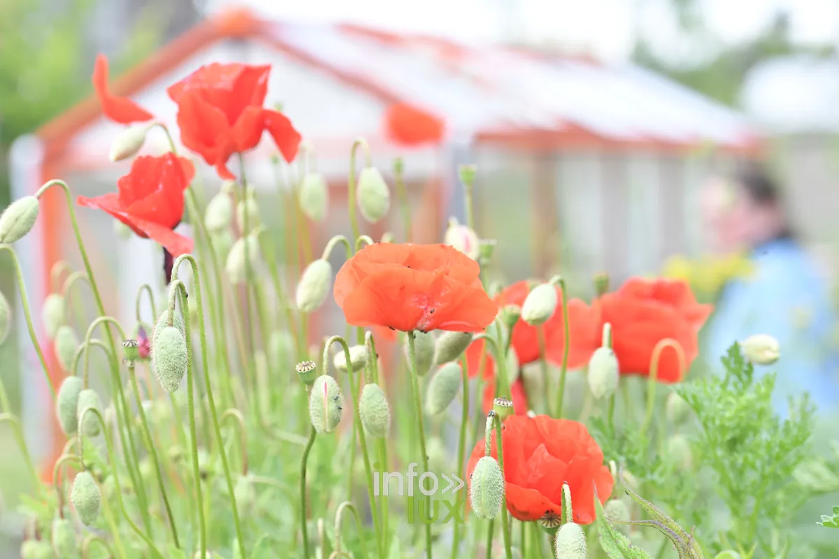 Le jardin de Jules a Izel, Chiny au Jardin 2026