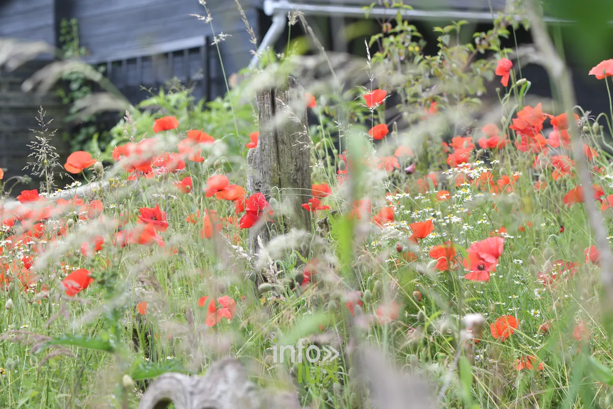 Le jardin de Jules a Izel, Chiny au Jardin 2026