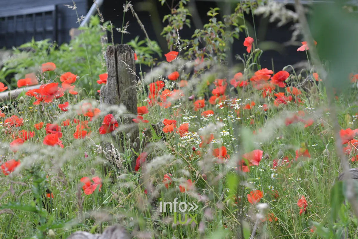 Le jardin de Jules a Izel, Chiny au Jardin 2026