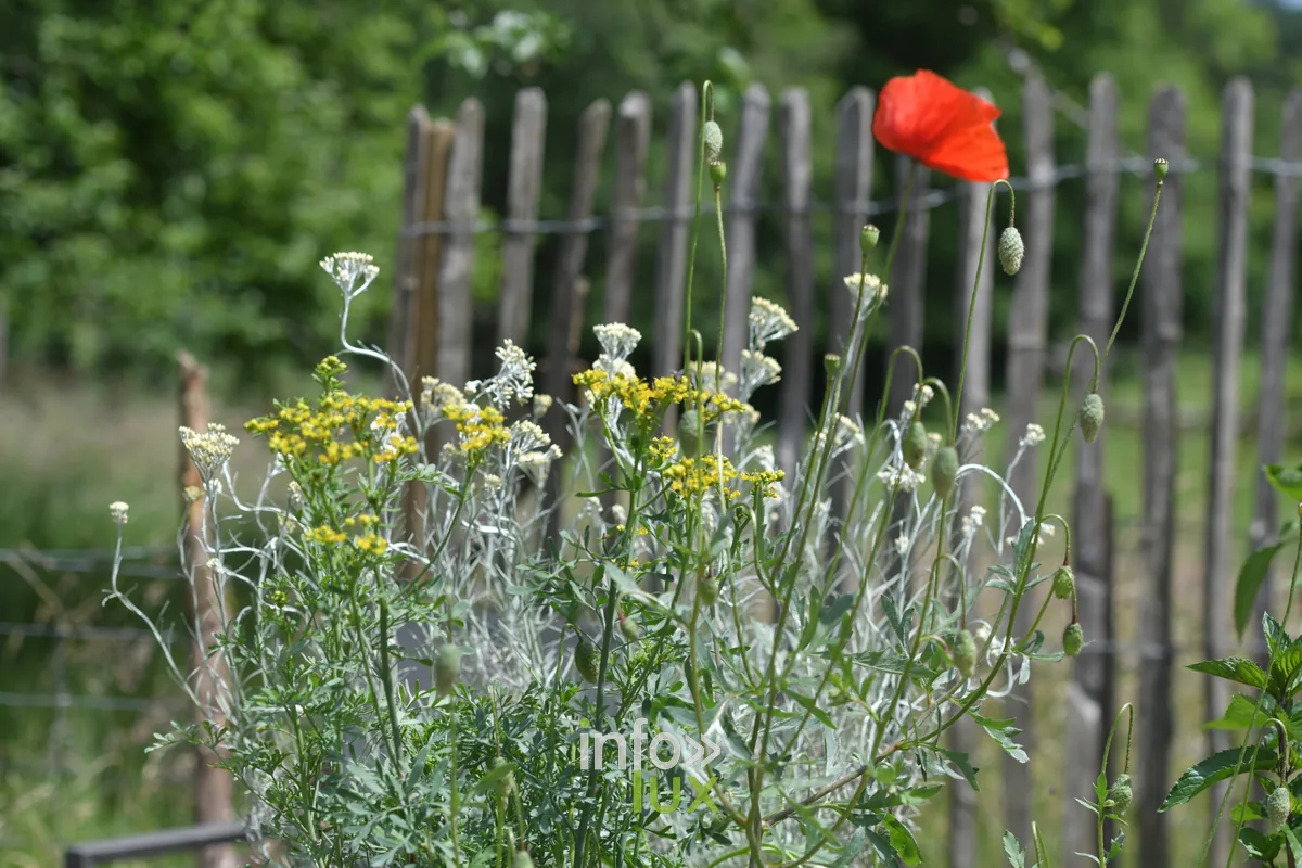 Le jardin de Jules a Izel, Chiny au Jardin 2026