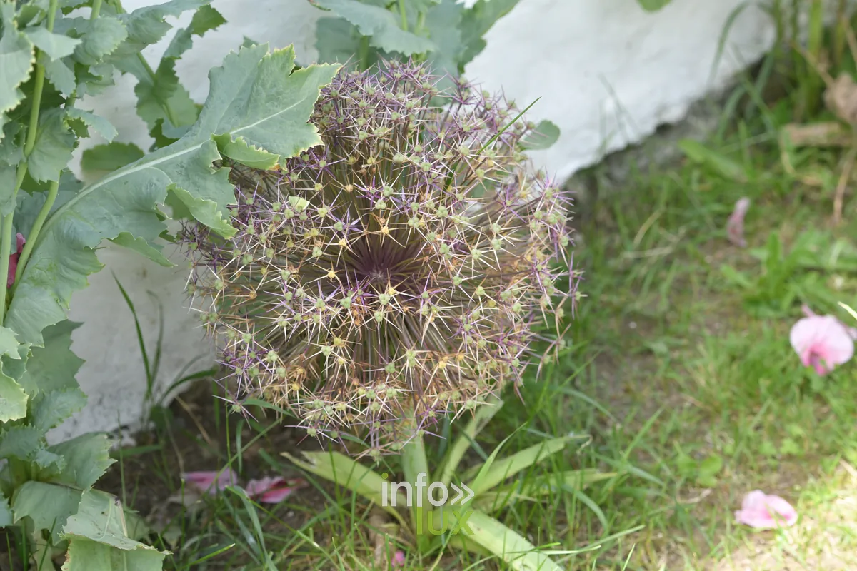 Le jardin de Lily a Valansart, Chiny au Jardin 2026